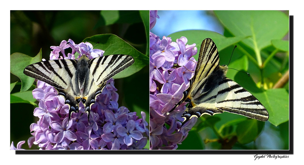 Et le Papillon du jour ...