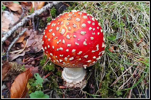 Amanita Muscaria