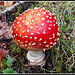 Amanita Muscaria