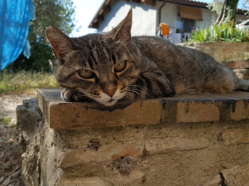 ... auf der Mauer ...