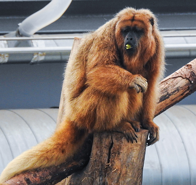 20230810 3857CPw [D~MS] Schwarzer Brüllaffe (Alouatta caraya), Meranti-Halle, Zoo Münster