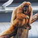 20230810 3857CPw [D~MS] Schwarzer Brüllaffe (Alouatta caraya), Meranti-Halle, Zoo Münster