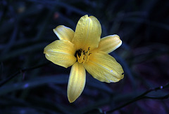 L'hémérocalle jaune .