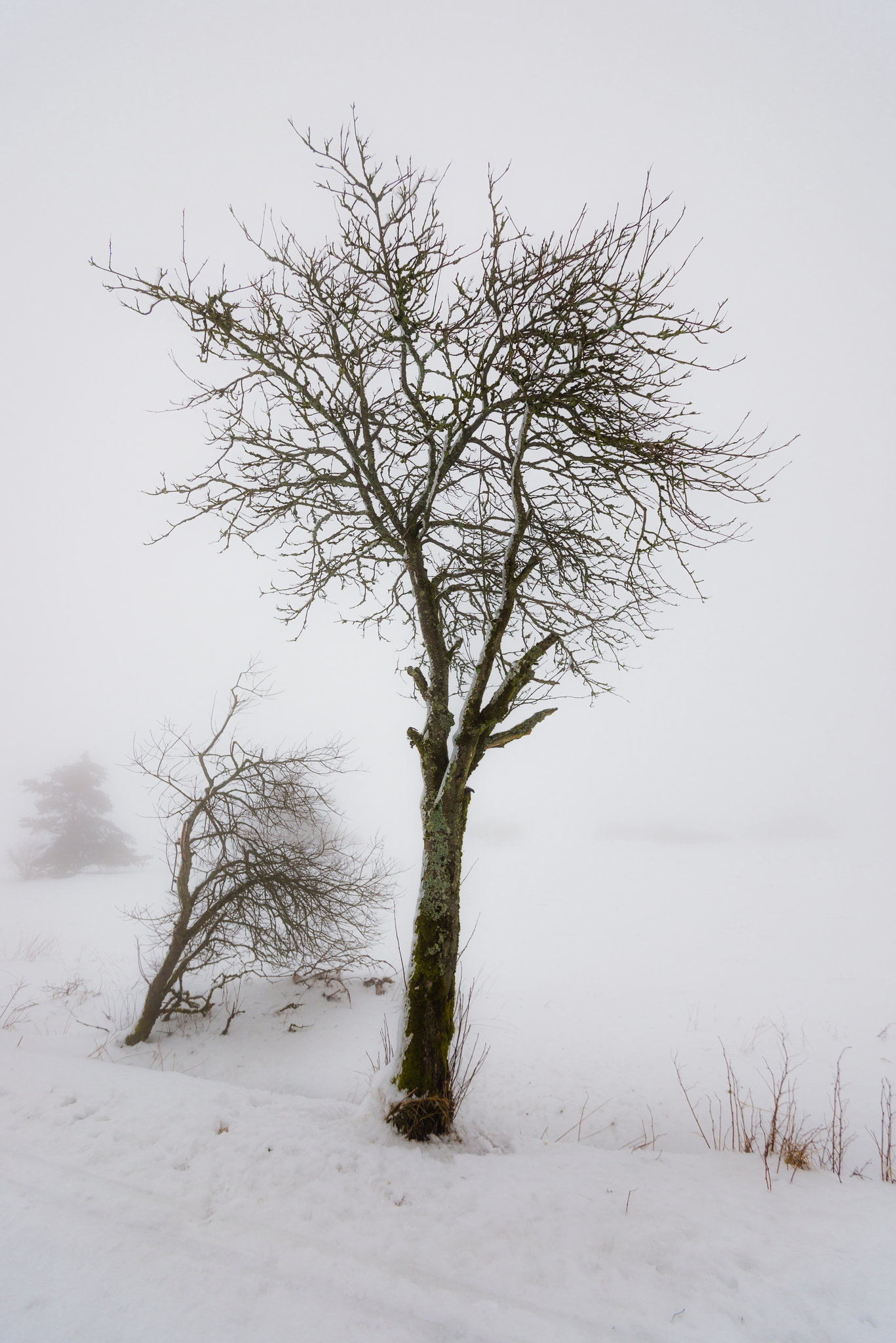 Winternebel - 20150101