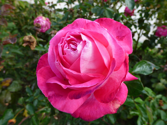 Rosa de rojo suave