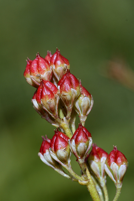 Sticky False Asphodel