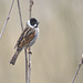 EF7A3343reedbunting