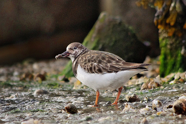 Turnstone ( Winter Plumage) Feb 2015