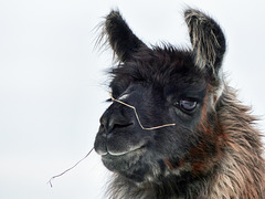 I love Llamas