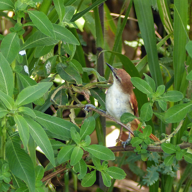 Yellow-chinned Spinetail, Nariva Swamp afternoon