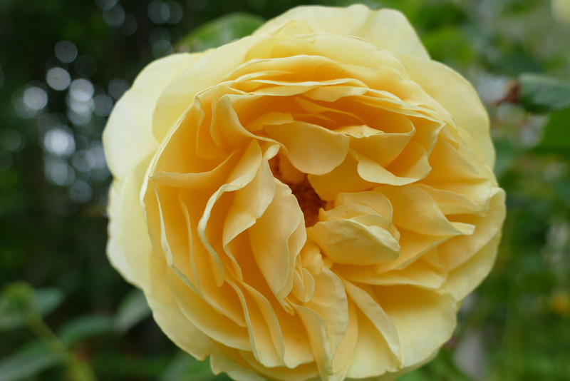 Le Nom de la Rose.