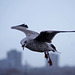 Seagull flight shots (2)