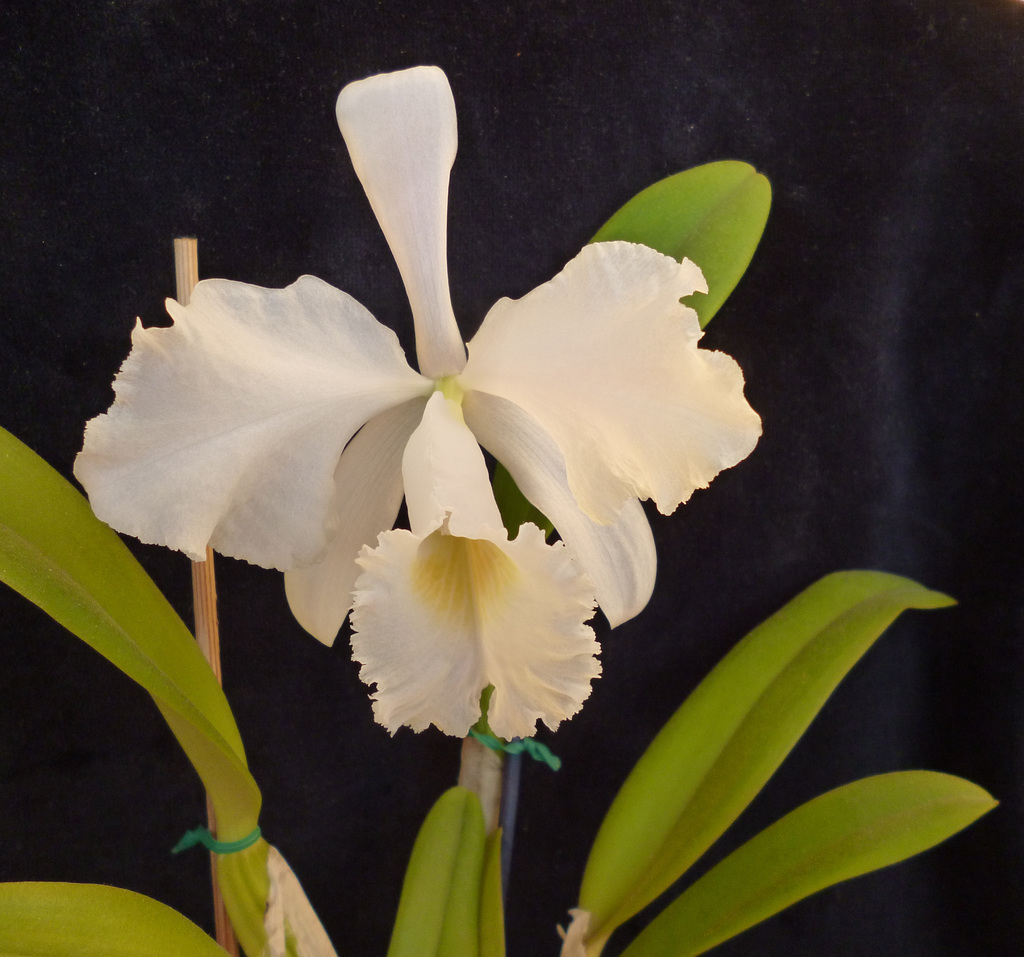 Cattleya trianae albescens