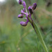 Anacamptis morio, Erva-do-salepo, Testículo-de-cão