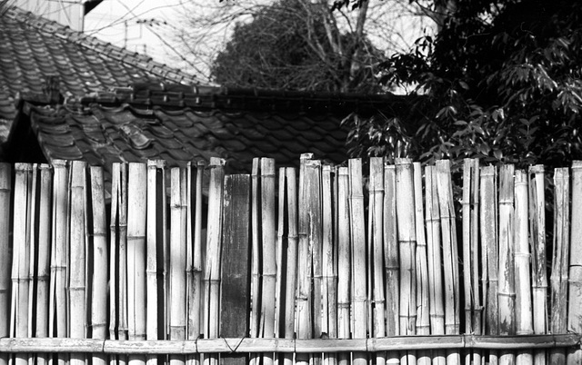 Bamboo fence