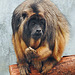 20230810 3859CPw [D~MS] Schwarzer Brüllaffe (Alouatta caraya), Meranti-Halle, Zoo Münster