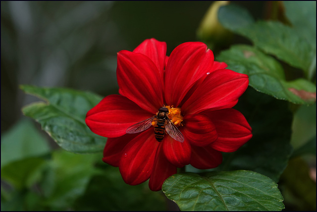 Schwebfliege sieht Rot!