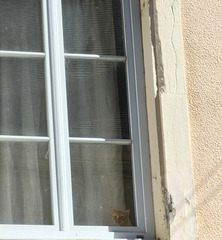 Le chat. HWW [EXPLORER]