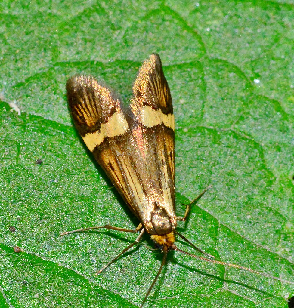 Moth Nemophora degeerella.Male