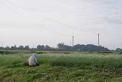 Woman cutting grasses with a sickle