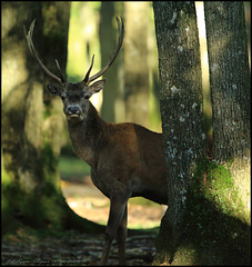 Brame à Rambouillet