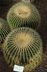 Please do not walk on these cacti