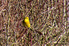 Yellowhammer - DSB 2654-2