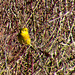 Yellowhammer - DSB 2654-2