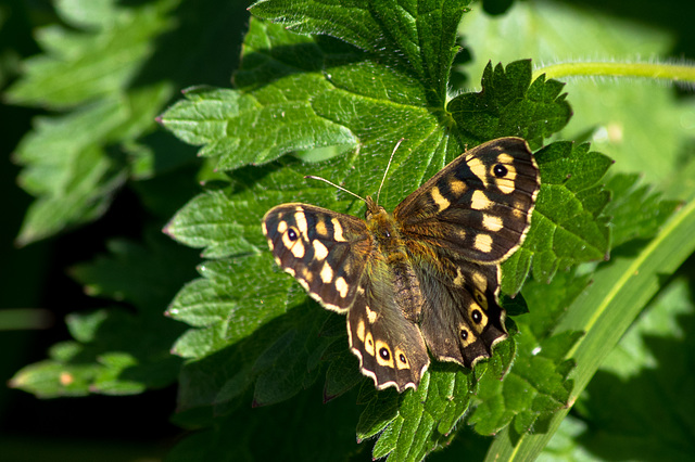 Speckled Wood Butterfly