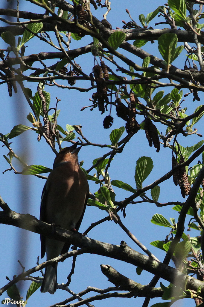 Pinson des Arbres
