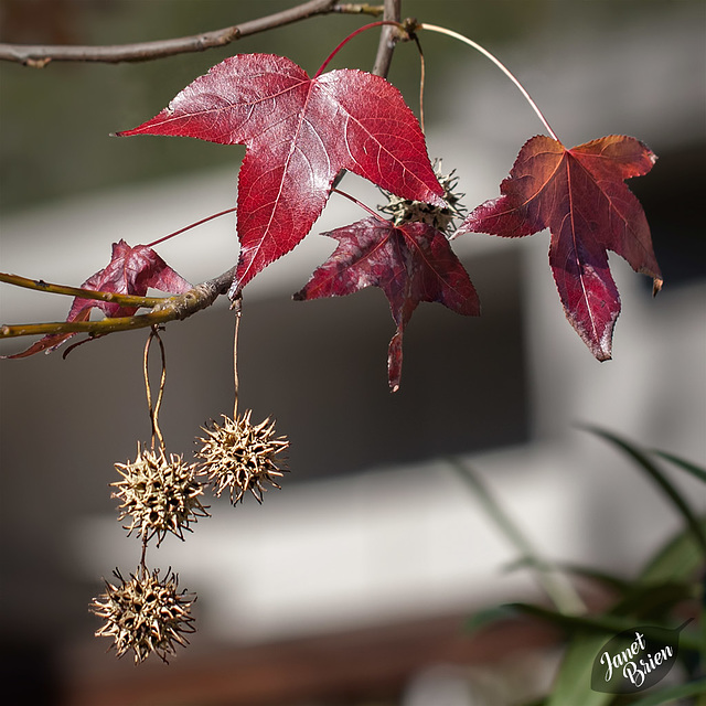 Pictures for Pam, Day 76: Sweet Gum