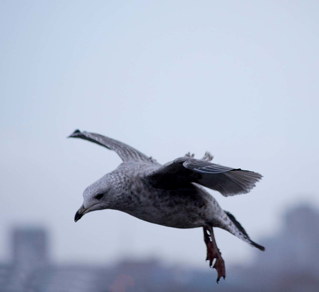 Seagull flight shots (3)