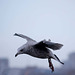 Seagull flight shots (3)