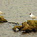 Black-Headed Gulls on Blakemere Moss