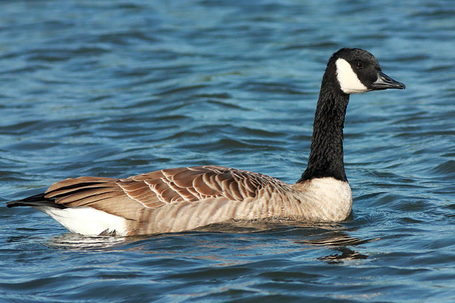 EOS 90D Peter Harriman 09 49 22 44020 canadaGoose dpp