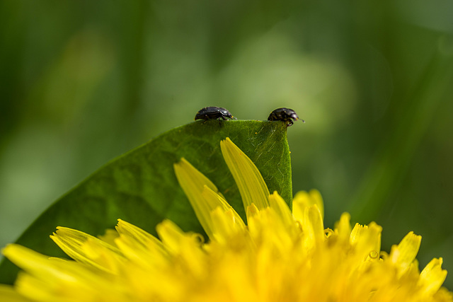 micro cosmos ?