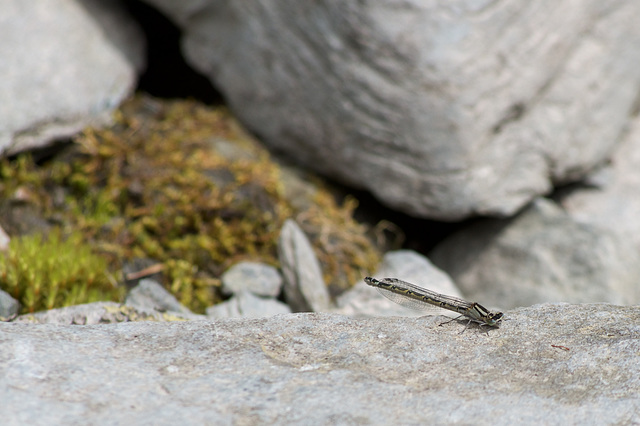 Female Common Blue Damselfly