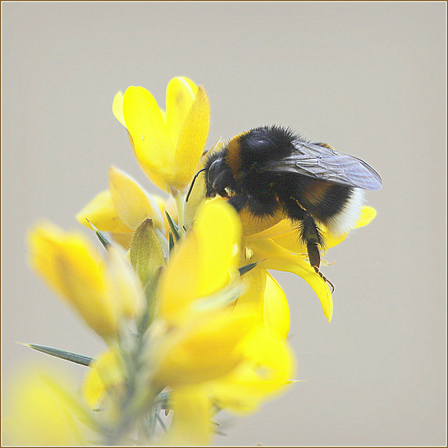 Bourdon sur  fleur d'ajonc.