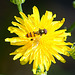 Schwebfliege auf gelber Blüte