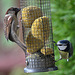 House Sparrow and Blue Tit shareing
