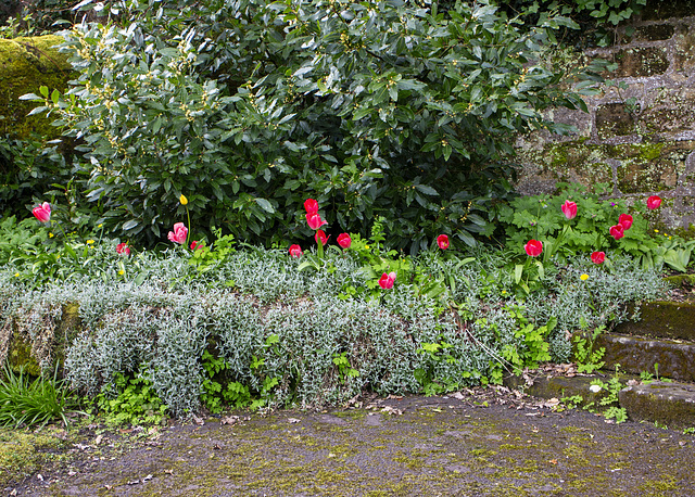 Tulips