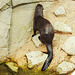 20230810 3860CPw [D~MS] Riesenotter (Pteronura brasiliensis), Meranti-Halle, Zoo Münster