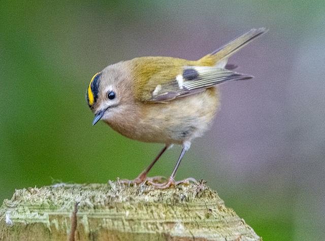 Goldcrest