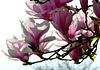 ... magnolias forever ...
