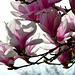 ... magnolias forever ...