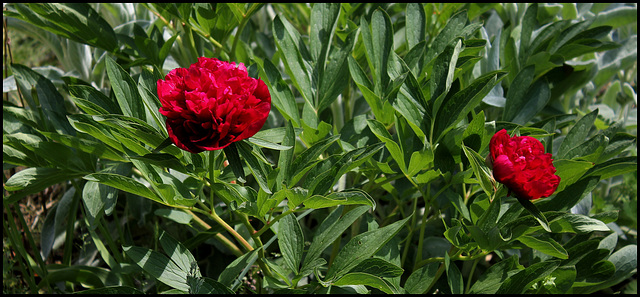 Paeonia officinalis