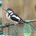 EF7A03392Greaterspottedwoodpecker