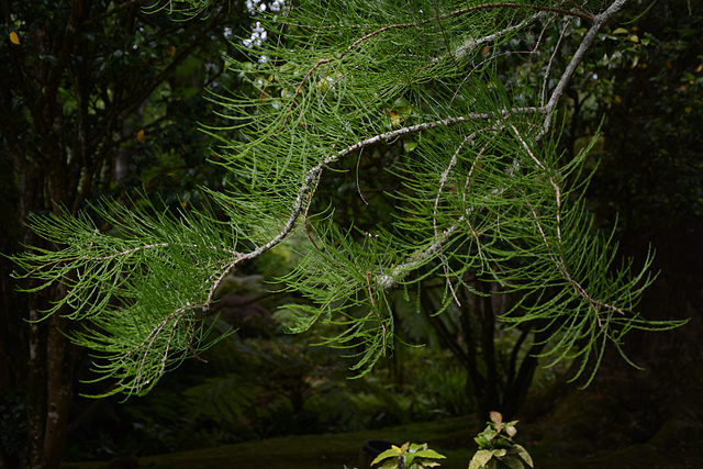 Azores, Island of San Miguel, Soft Needles in the Park of Terra Nostra