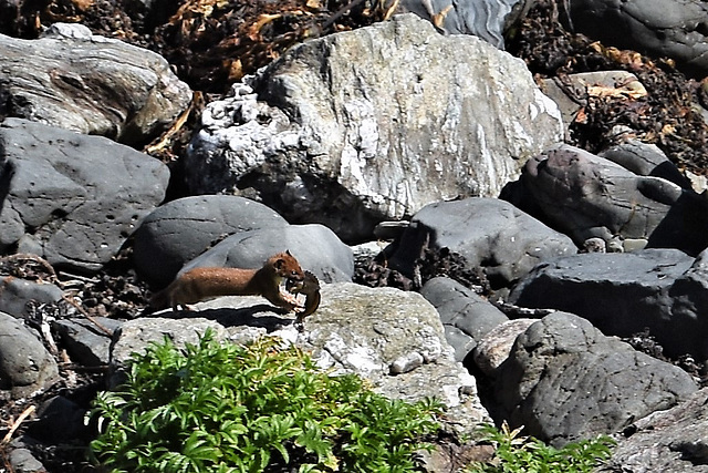 Irish stoat, and his lunch!