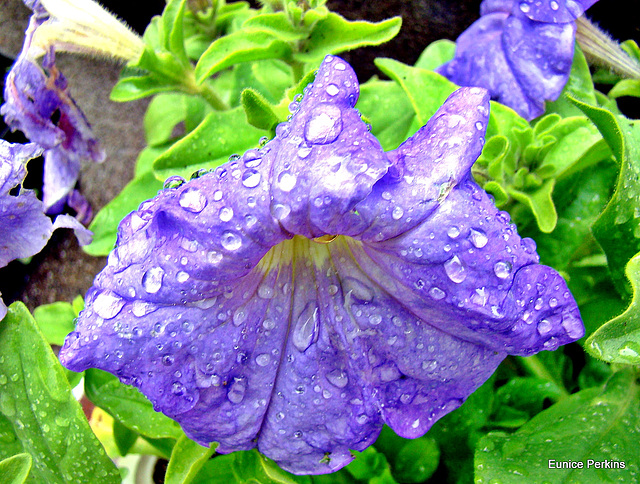 Petunia After a Shower.